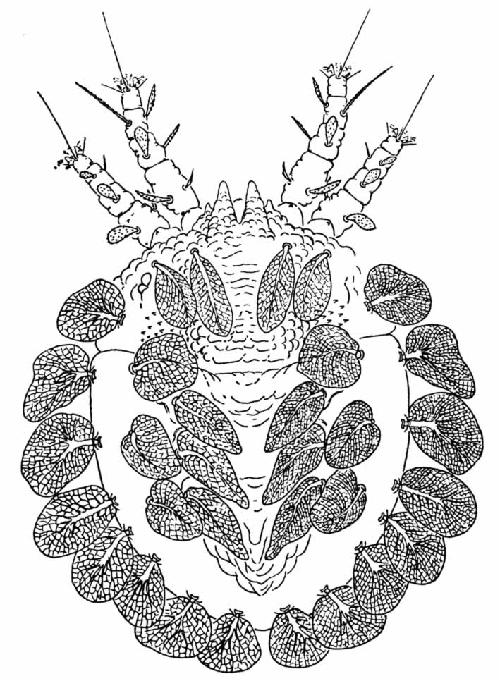            Fig. 1.   Phyllotetranychus romaine  female   dorsum (after Pritchard amp; Baker 1958).   
