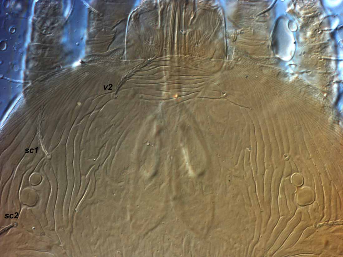            Fig. 3.   Phytoptipalpus conostegiae  female   prodorsum.    