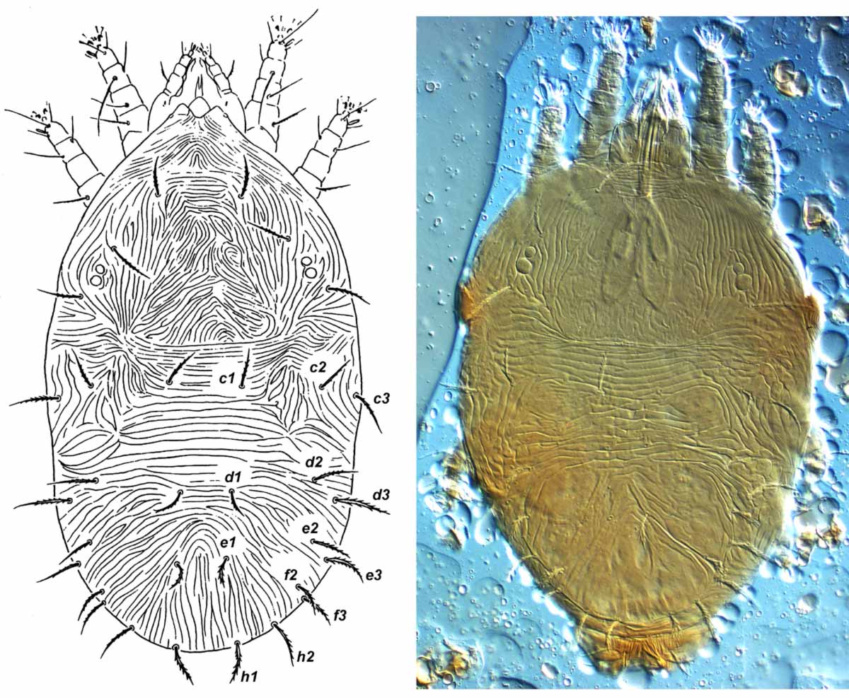            Fig. 1.   Phytoptipalpus conostegiae  female   dorsum (drawing after Baker amp; Tuttle 1987; type).   