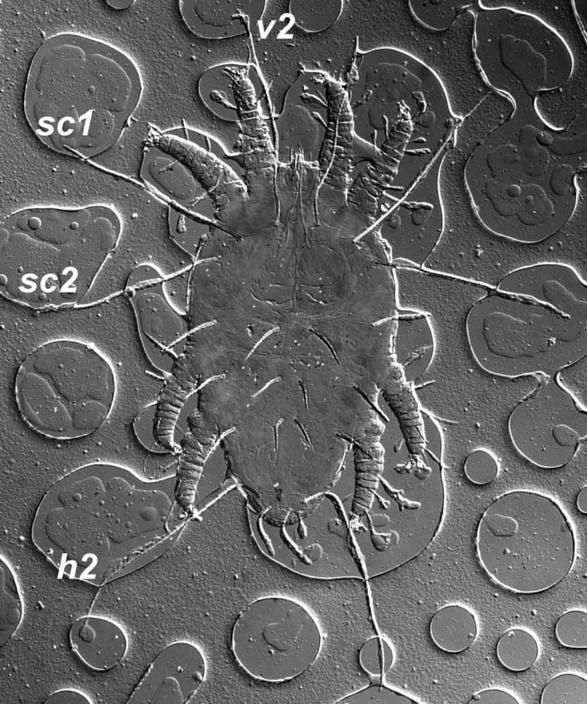            Fig. 6.   Priscapalpus macropilis  deutonymph   dorsum (type specimen) - note the long  v2 ,  sc1 ,    sc2 ,  h2  setae.   