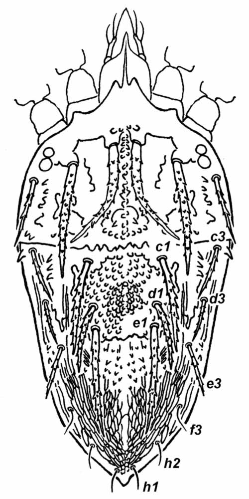            Fig. 1.   Priscapalpus macropilis  female dorsum   (after De Leon 1961).   