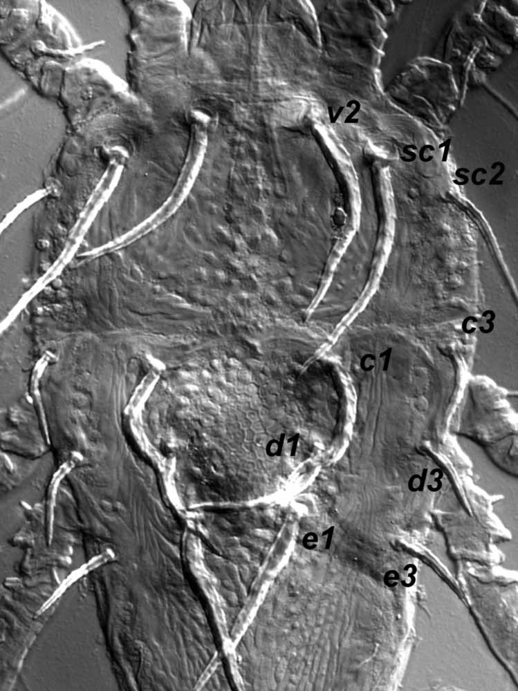            Fig. 3.   Priscapalpus macropilis  female dorsum   (type specimen).   