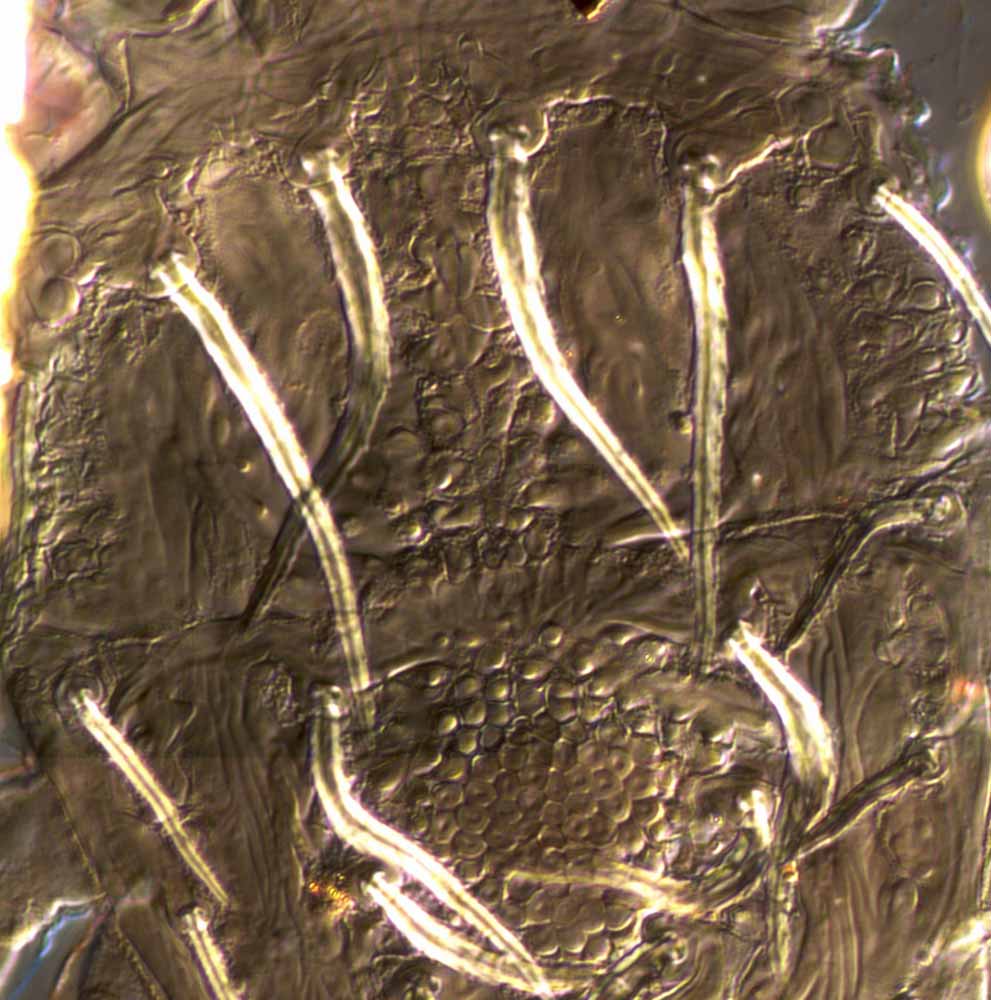            Fig. 4.   Priscapalpus macropilis  female   prodorsum (type specimen).   