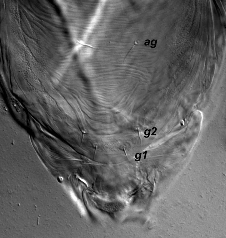            Fig. 5.   Priscapalpus macropilis  female   venter, with detail of genital region (type specimen).   