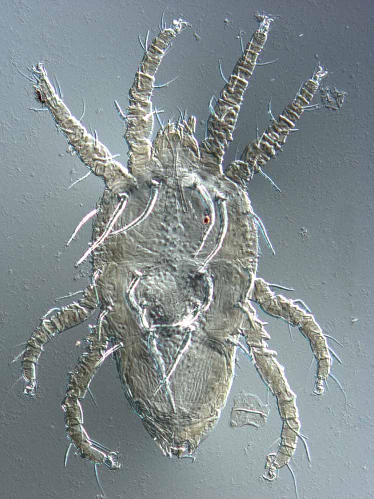            Fig. 2.   Priscapalpus macropilis  female dorsum   (type specimen).   
