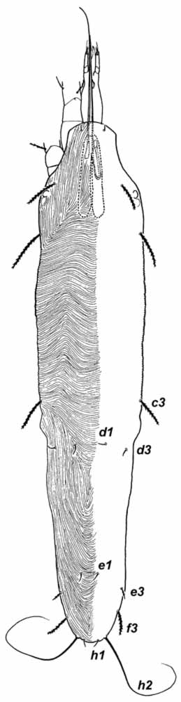            Fig. 2.   Prolixus corruginus  female   dorsum.   