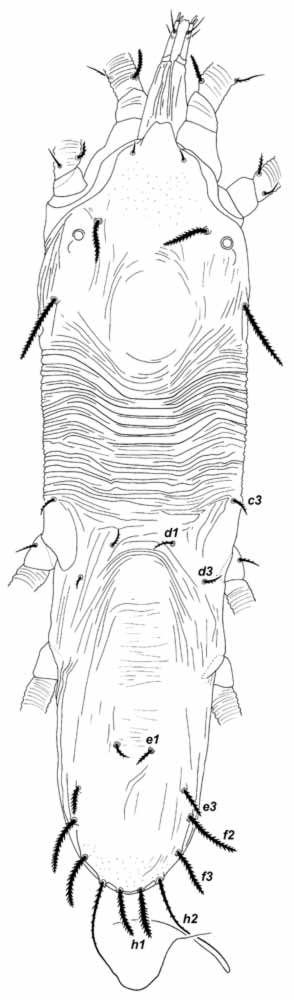            Fig. 1.   Prolixus forsteri  female   dorsum.   