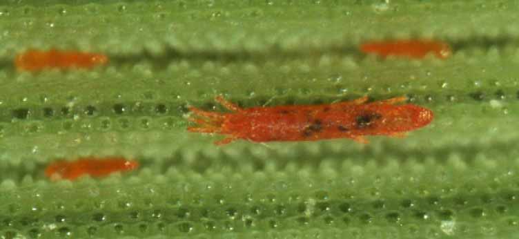            Fig. 3.   Prolixus  sp. female live, with eggs   laid within grooves in the leaf.   