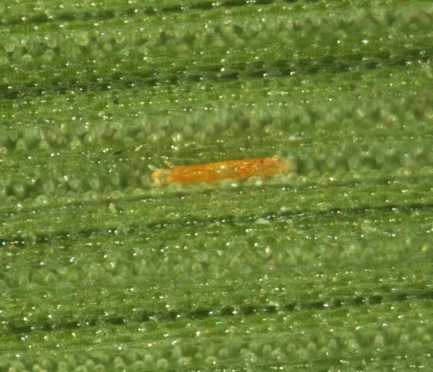            Fig. 4.   Prolixus  sp. nymph live, wedged   within a groove in the leaf.   