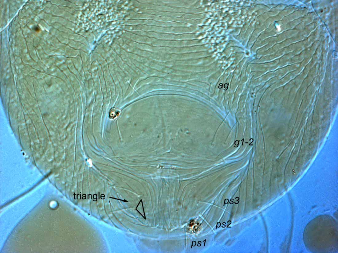            Fig. 13.   Pseudoleptus arechavaletae  female   venter (type).    