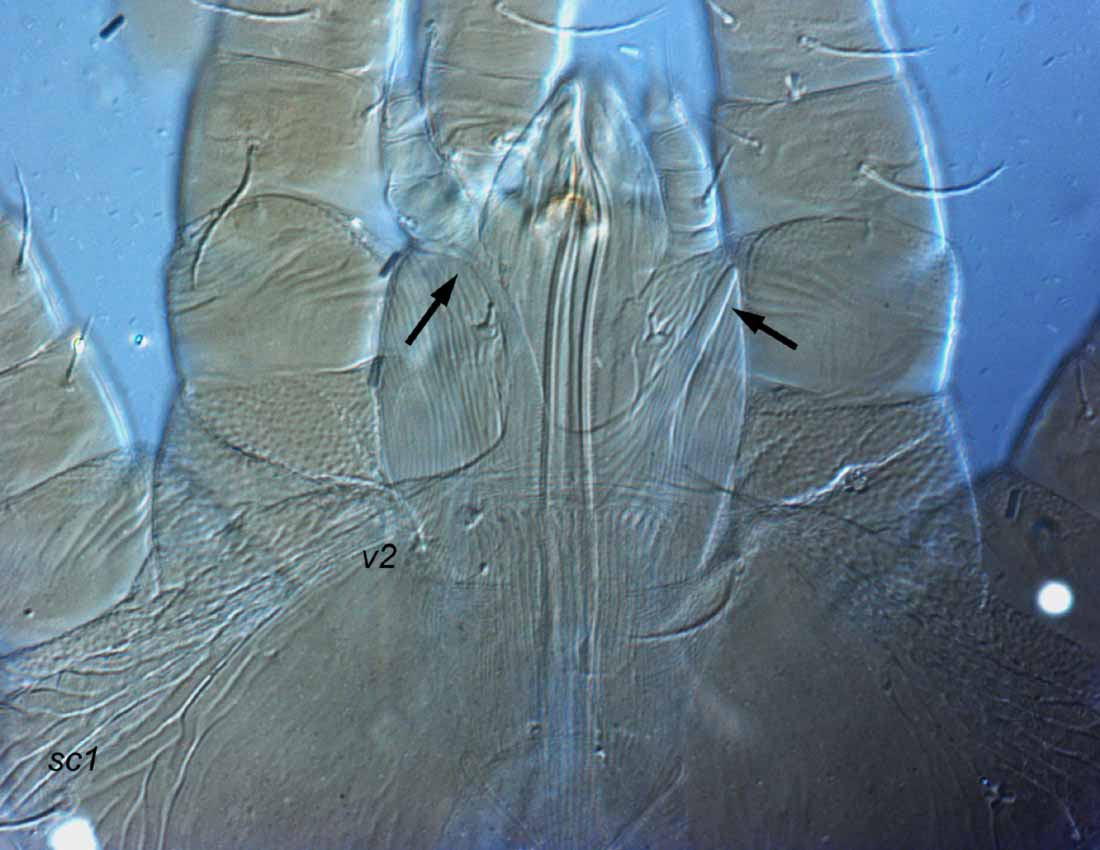            Fig. 6.   Pseudoleptus arechavaletae  female   anterior prodorsum (type).    