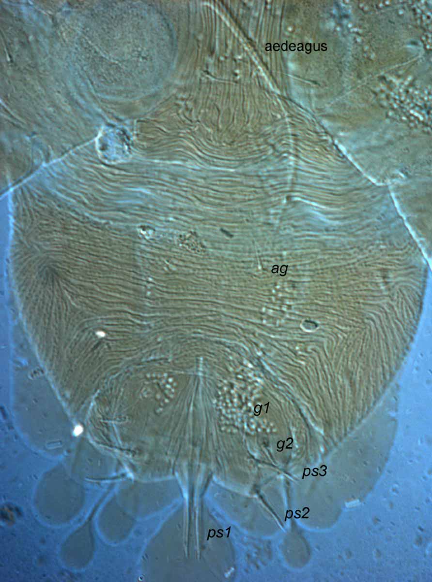            Fig. 18.   Pseudoleptus arechavaletae  male   posterior venter (type).    