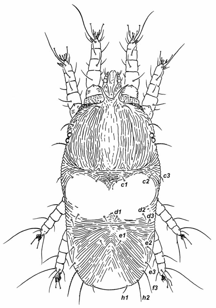            Fig. 1.   Pseudoleptus arechavaletae  female   dorsum (after Pritchard amp; Baker 1958).   