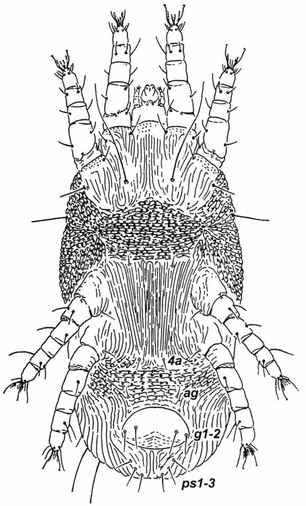           Fig. 10.   Pseudoleptus arechavaletae  female   venter (after Pritchard amp; Baker 1958).   