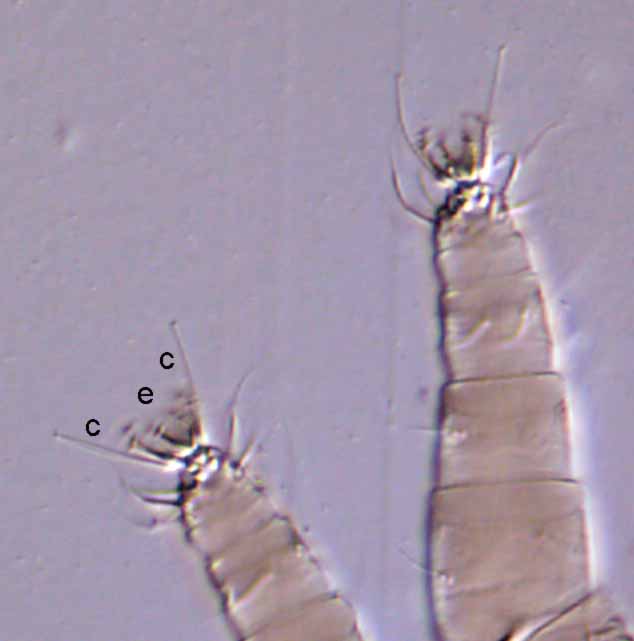            Fig. 16.   Pseudoleptus  sp. female tarsus I and   II.   
