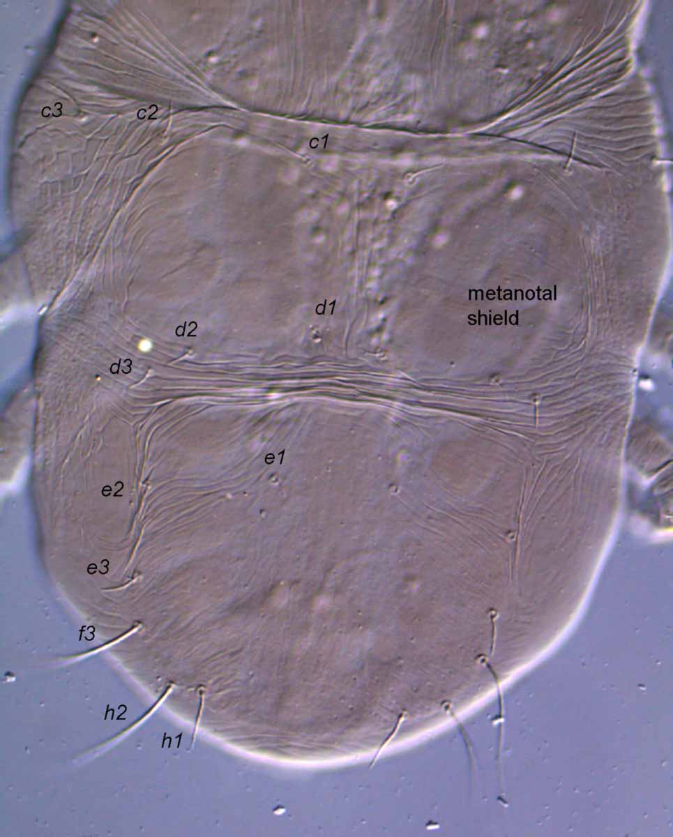            Fig. 2.   Pseudoleptus arechavaletae  female   dorsum, note mesonotal shields.    