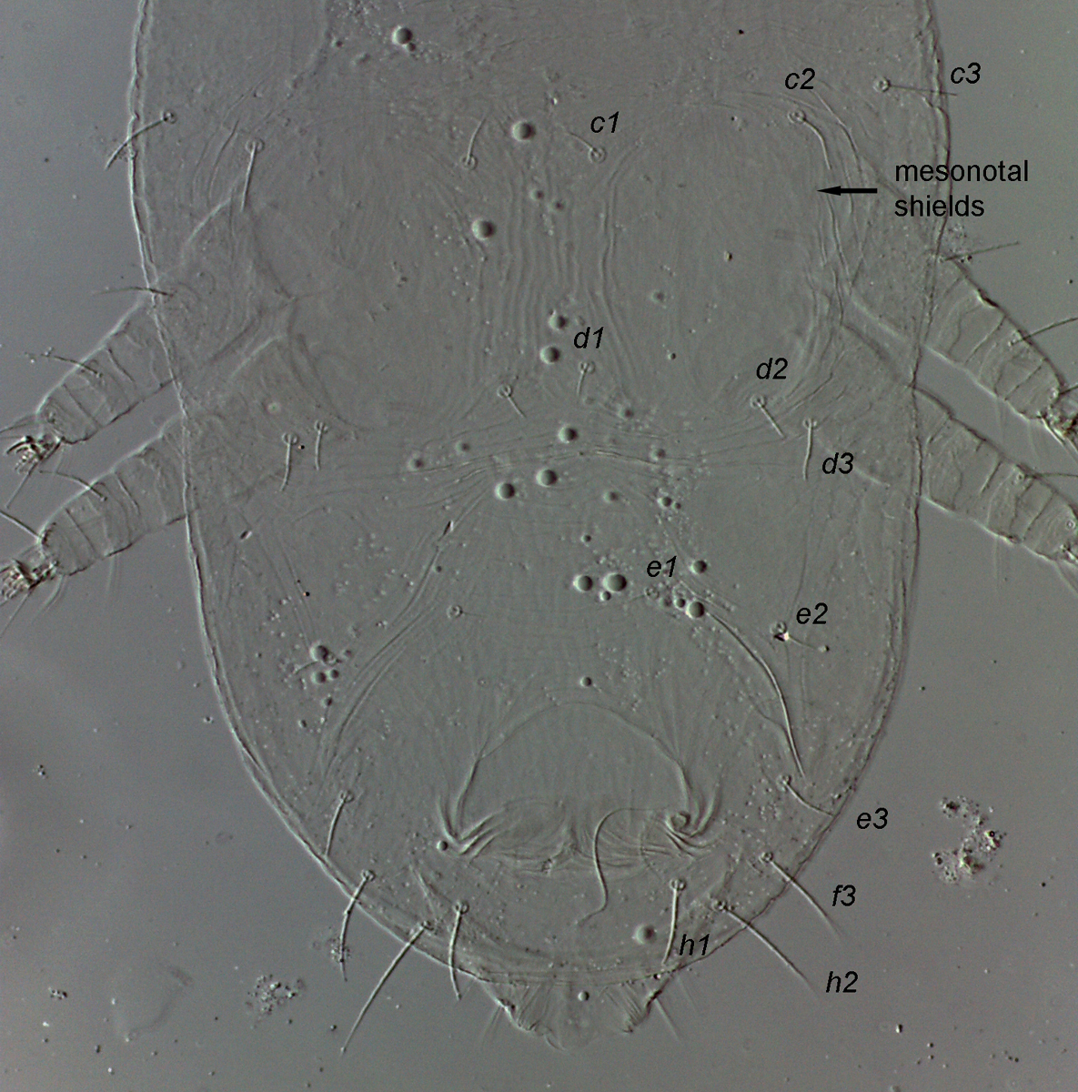            Fig. 3.   Pseudoleptus  sp. female   dorsum.   