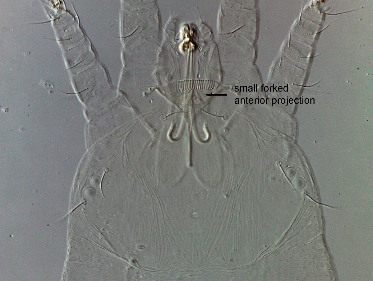            Fig. 9.   Pseudoleptus  sp. female prodorsum, indicating small   anterior projection.   