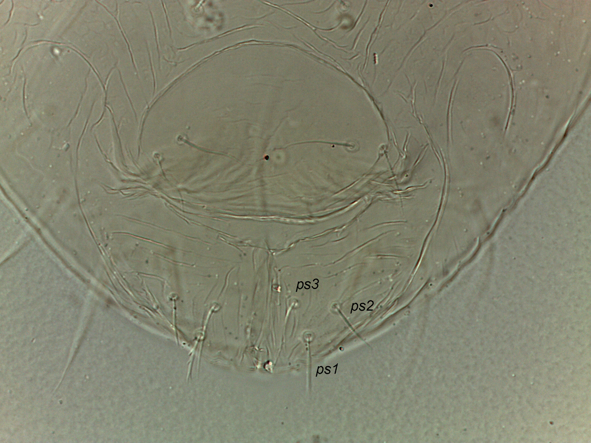            Fig. 12.   Pseudoleptus  sp. female posterior venter, indicating   ps1-3 inserted in triangle pattern.   
