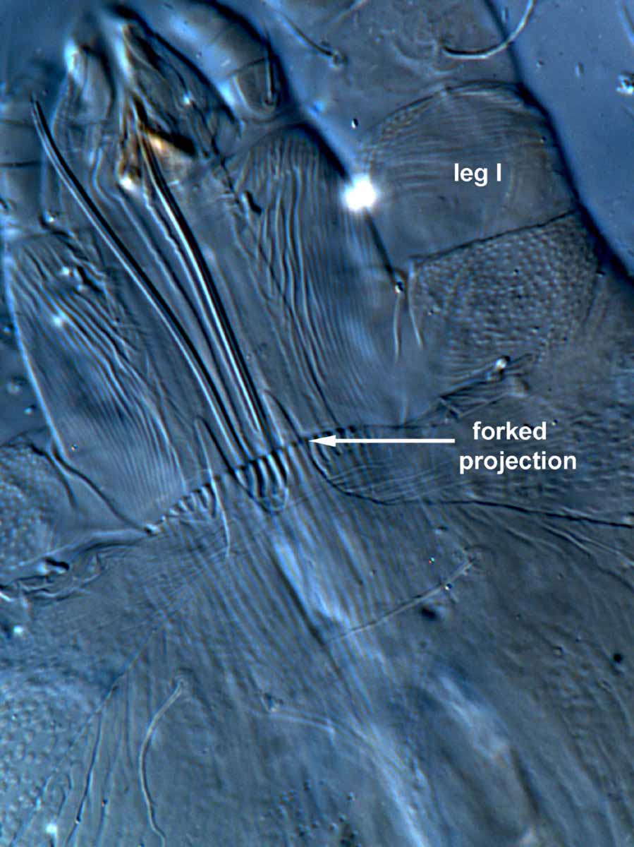            Fig. 8.   Pseudoleptus tridens  female anterior   prodorsum.   
