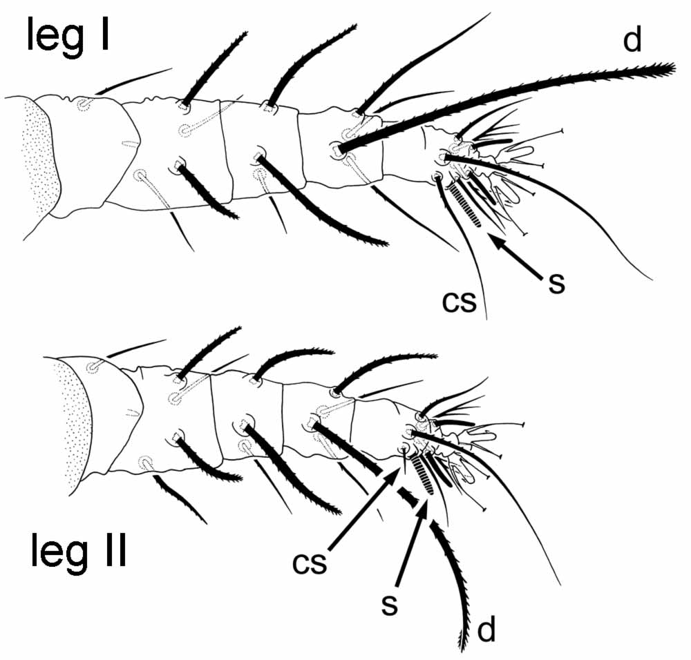            Fig. 7.   Raoiella macfarlanei  female legs I-II ( d    = dorsal setae on tibiae; s = solenidion; cs = companion   seta).   