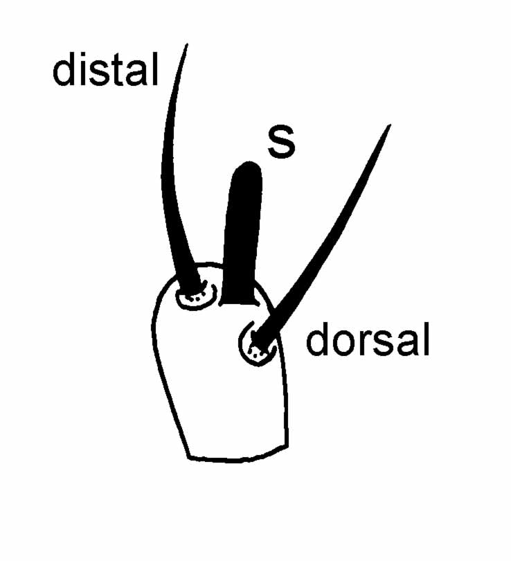            Fig. 9.   Raoiella macfarlanei  female palp (s = solenidion; e =   eupathidium).   