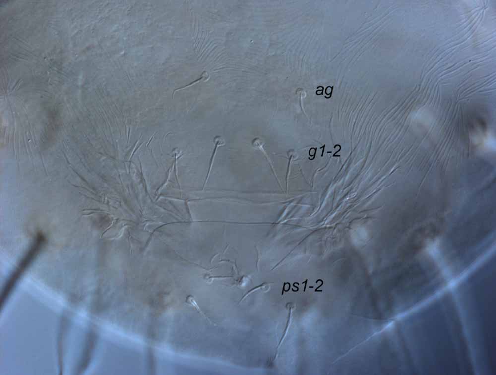  Fig. 7.  Raoiella goyderi nbsp;adult female posterior venter ( g  = genital setae;  ag  = aggenital setae). 
