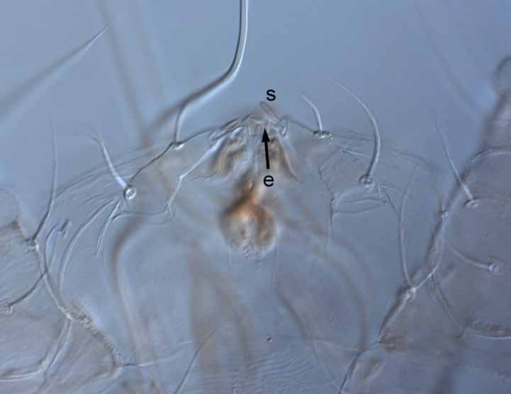  Fig. 6.  Raoiella goyderi nbsp;adult female palp (s = solenidion; e = eupathidium). 
