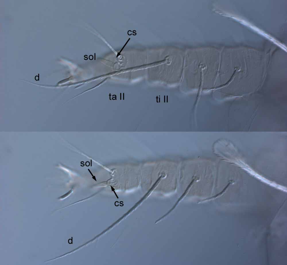  Fig. 5.  Raoiella goyderi nbsp;adult female leg II (sol = solenidion; cs = companion seta;  d  = dorsal seta on tibia with tapered tip; ta I = tarsus I; ti I = tibia I). 
