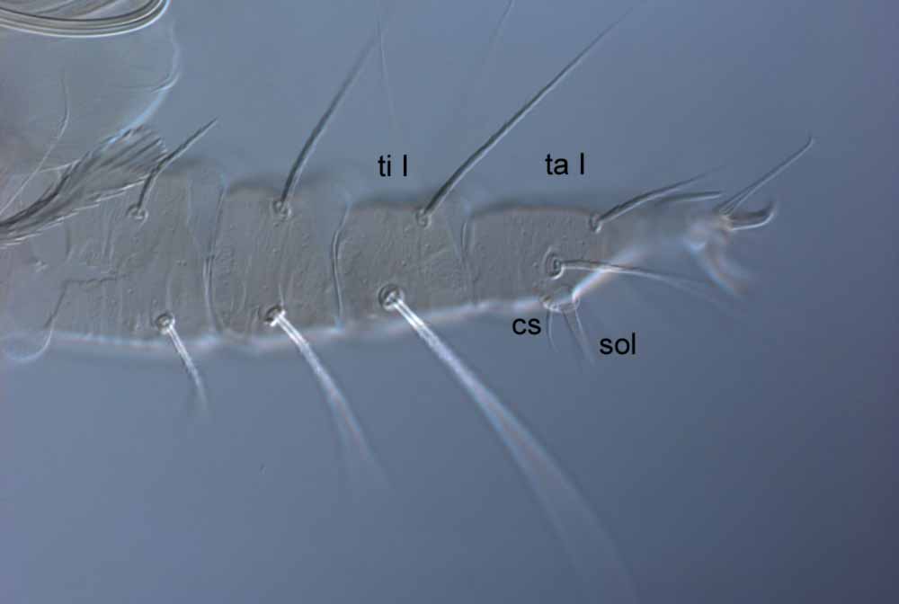  Fig. 4.  Raoiella goyderi nbsp;adult female leg I (sol = solenidion; cs = companion seta; ta I = tarsus I; ti I = tibia I). 
