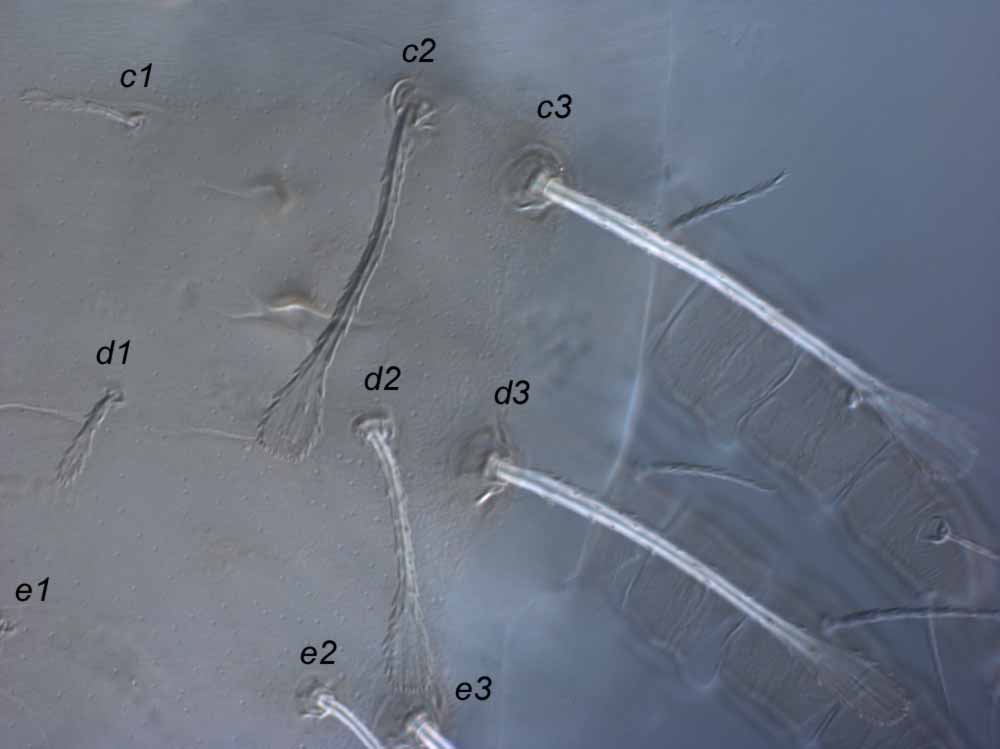  Fig. 2.  Raoiella goyderi nbsp;adult female anterior lateral opisthosoma. 
