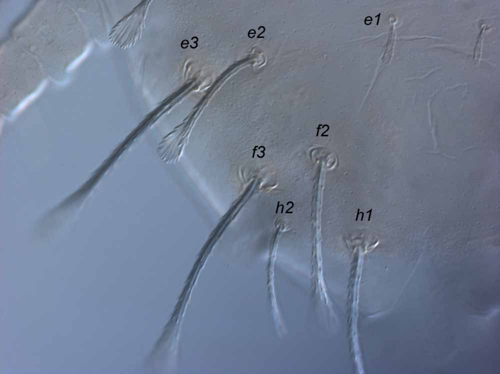  Fig. 3.  Raoiella goyderi nbsp;adult female posterior lateral dorsum. 
