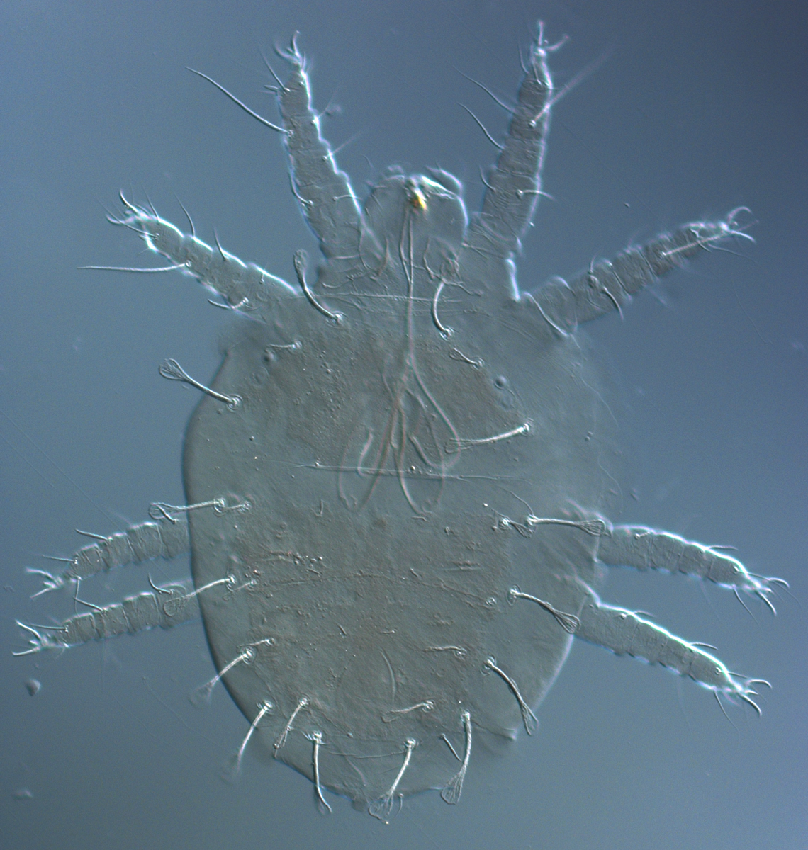            Fig. 1.   Raoiella australica  adult female   dorsum.   