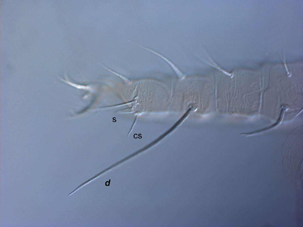            Fig. 8.   Raoiella australica  adult female leg II ( d  =   dorsal seta on tibia II, cs = companion seta, s = solenidion).   
