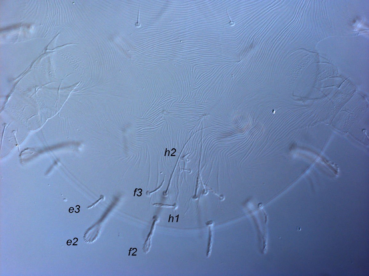            Fig. 13.   Raoiella australica  larva, posterior venter,   indicating elongate, filiform setae  h2 .   