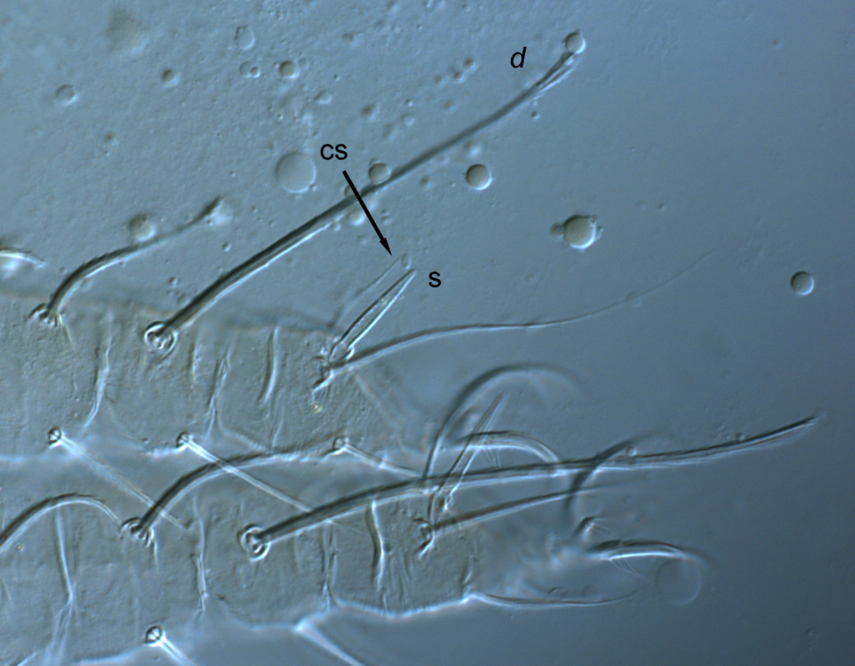  Fig. 7.  Raoiella calgoa nbsp;adult female leg II with companion seta (cs) subequal in length to solenidion (s). 
