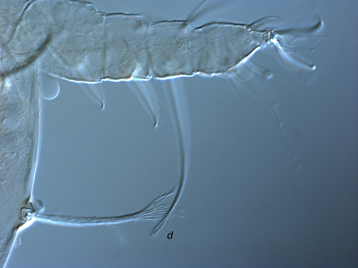  Fig. 8.  Raoiella calgoa nbsp;adult female leg II indicating dorsal seta,  d , on tibia II. 
