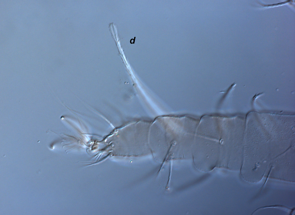  Fig. 8.  Raoiella crebra nbsp;adult female leg I indicating dorsal seta,  d , on tibia I. 
