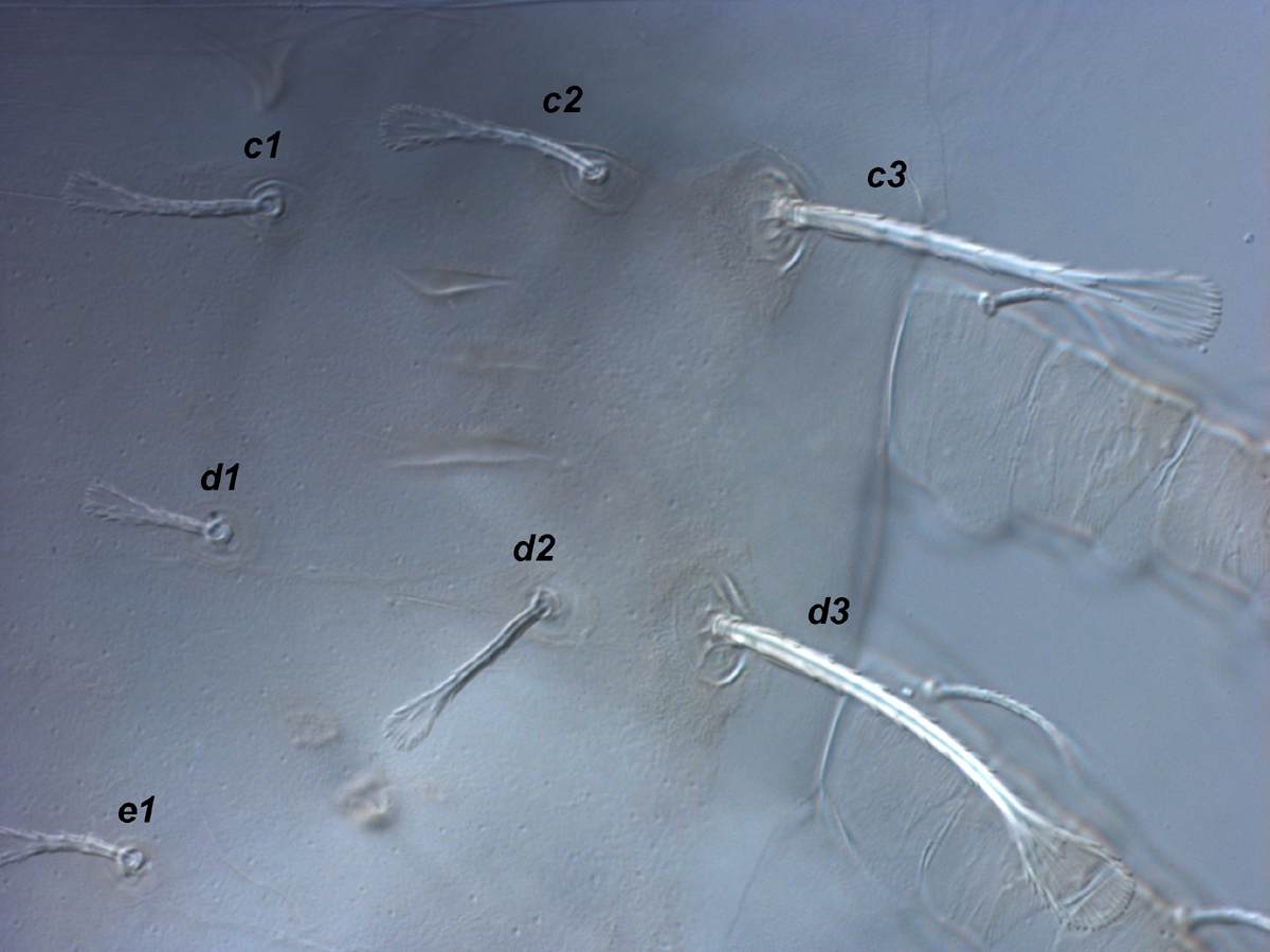  Fig. 4.  Raoiella crebra nbsp;adult female, anterior lateral dorsal opisthosoma. 
