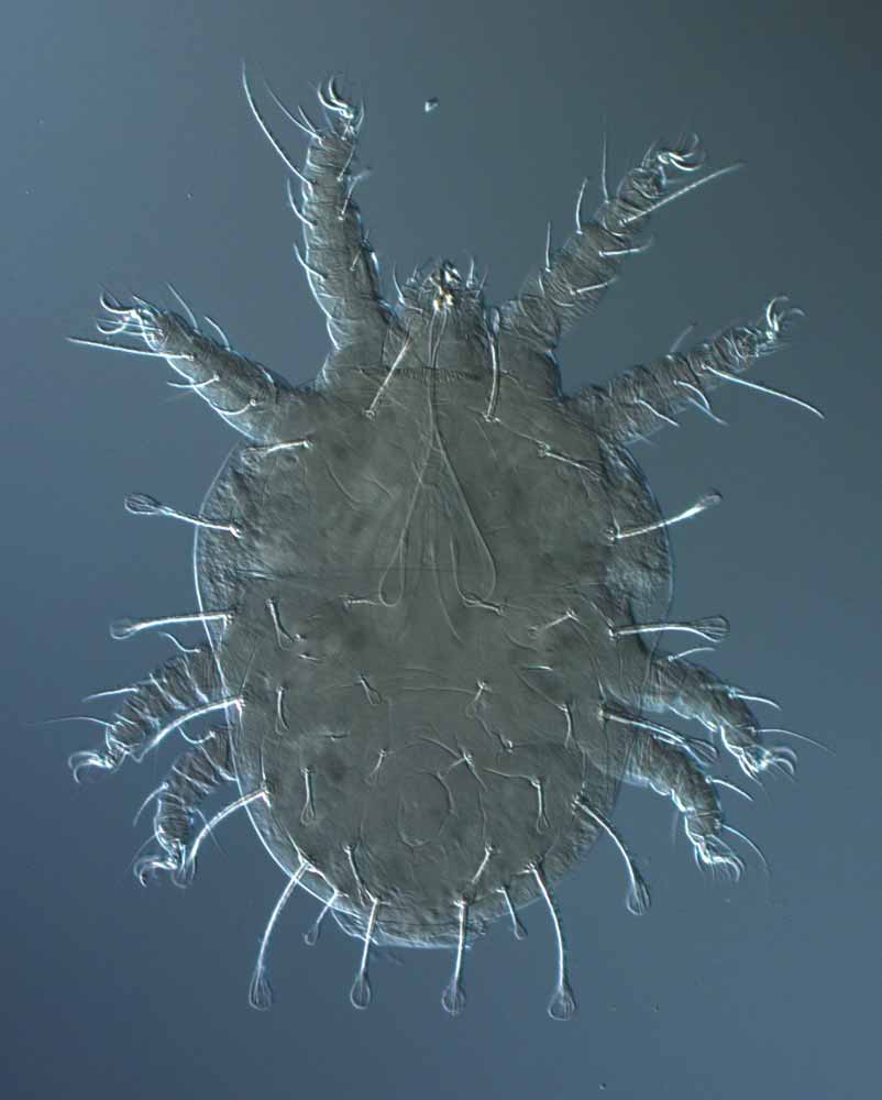  Fig. 1.  Raoiella wandoo nbsp;adult female dorsum. 
