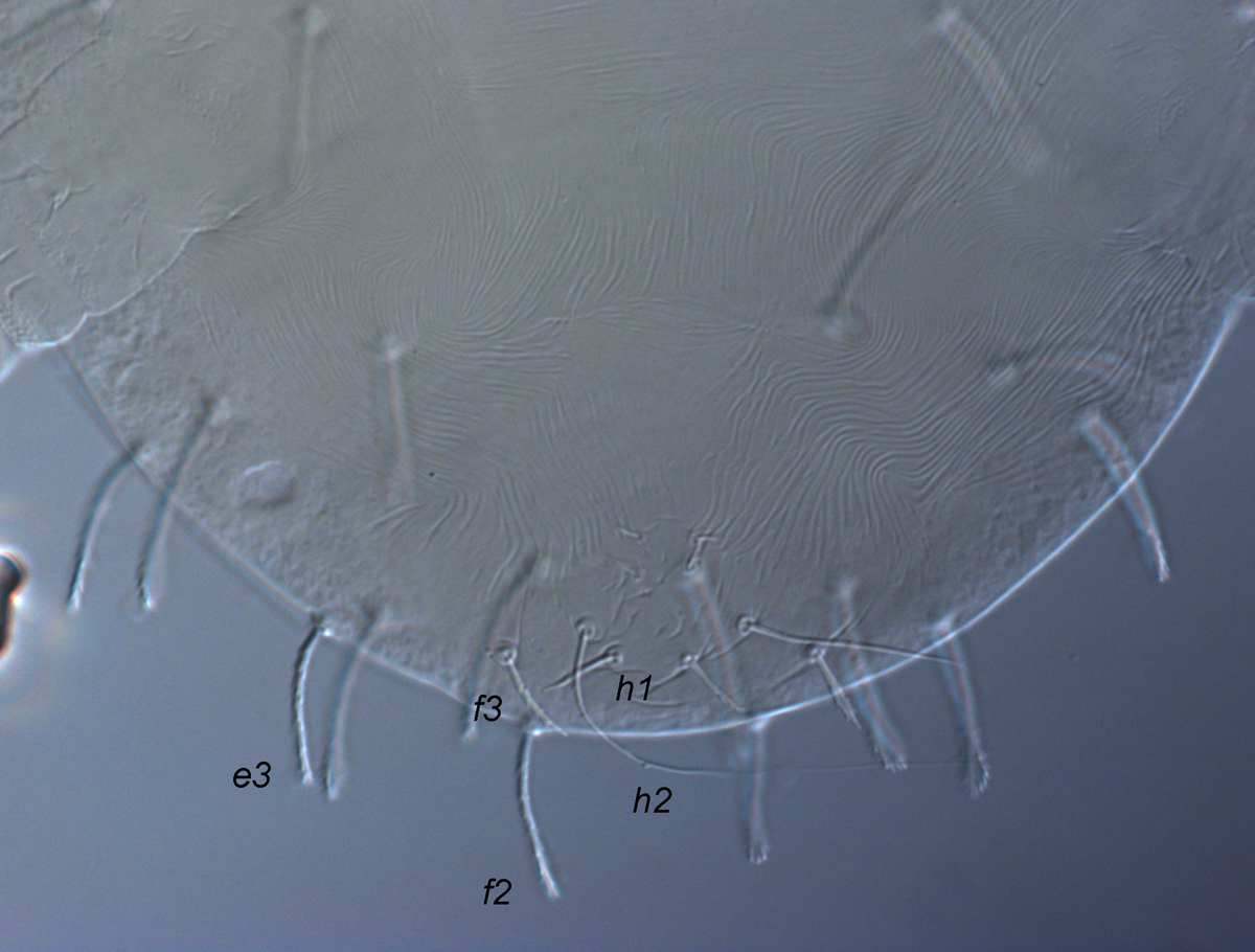 Fig. 12.  Raoiella wandoo nbsp;larva, posterior venter indicating elongate filiform setae  h2 . 
