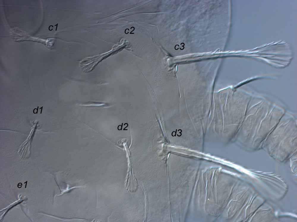  Fig. 3.  Raoiella wandoo nbsp;adult female lateral dorsal opisthosoma. 
