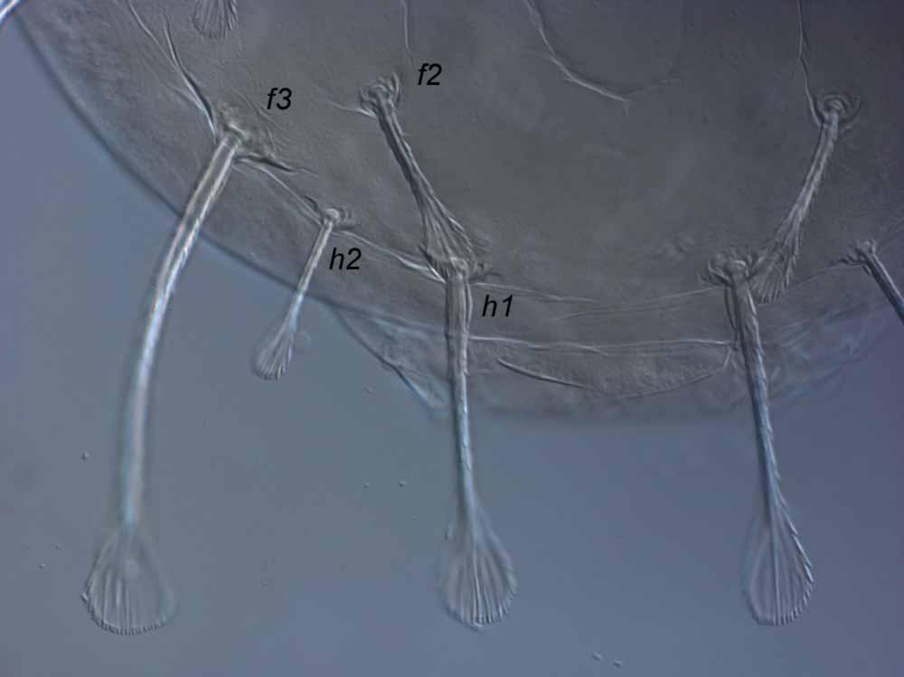  Fig. 4.  Raoiella wandoo nbsp;adult female posterior dorsum. 
