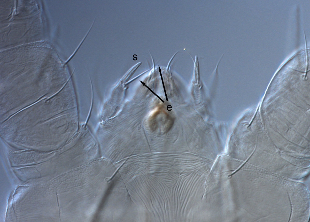  Fig. 9.  Raoiella wandoo nbsp;adult female palp (s = solenidion; e = eupathidium). 
