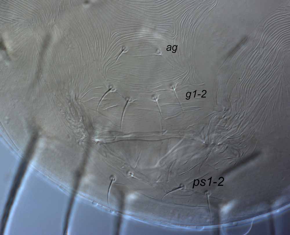  Fig. 10.  Raoiella wandoo nbsp;adult female posterior venter ( g  = genital setae;  ag  = aggenital setae). 

