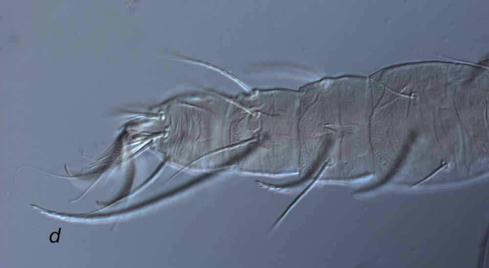  Fig. 8.  Raoiella wandoo nbsp;adult female leg II ( d  = dorsal seta on tibia). 
