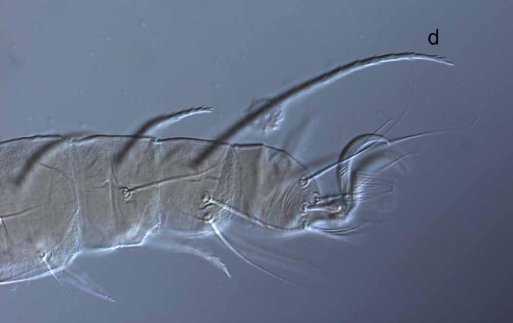  Fig. 7.  Raoiella wandoo nbsp;adult female leg I ( d  = dorsal seta on tibia). 
