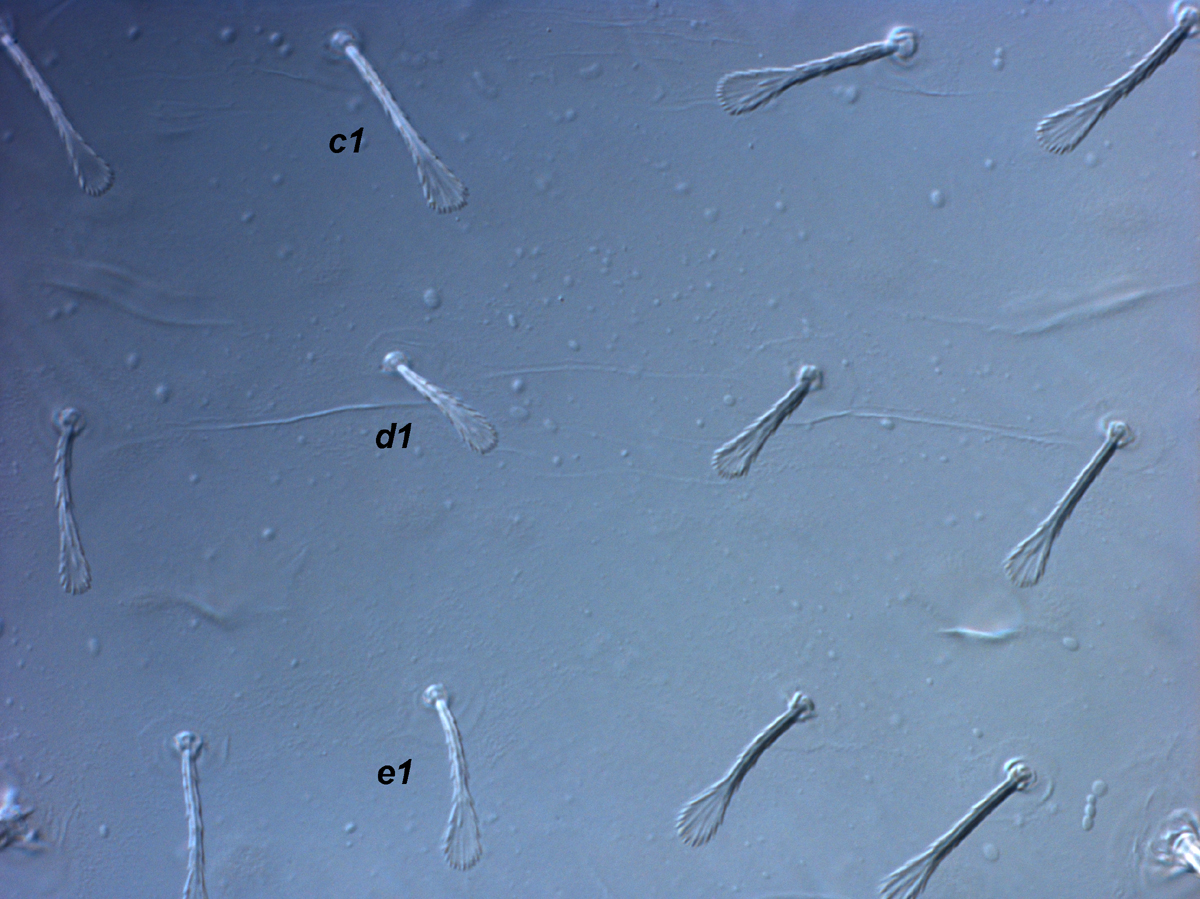  Fig. 3.  Raoiella todtiana nbsp;adult female central dorsum. 
