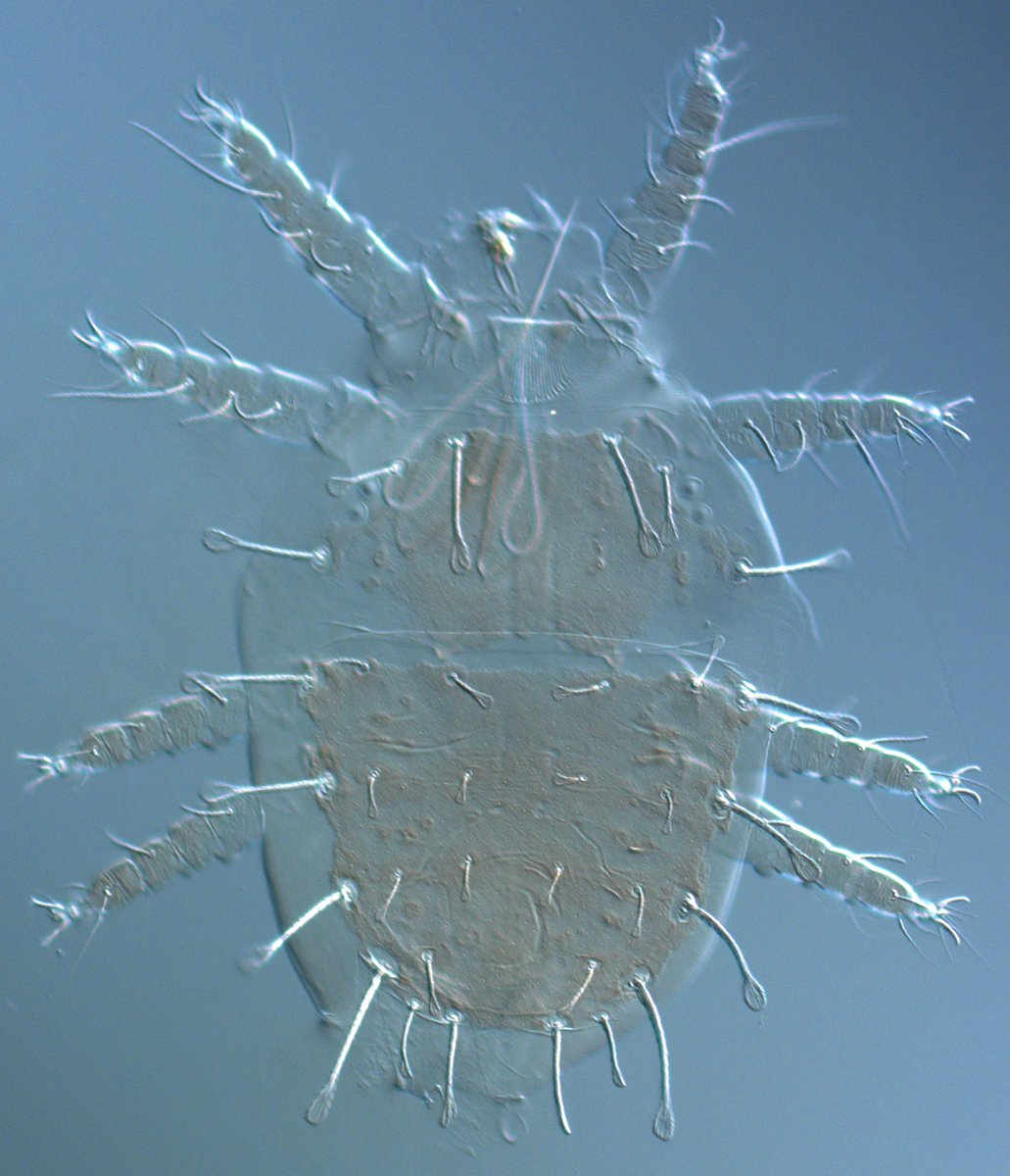  Fig. 1.  Raoiella todtiana  adult female dorsum. 
