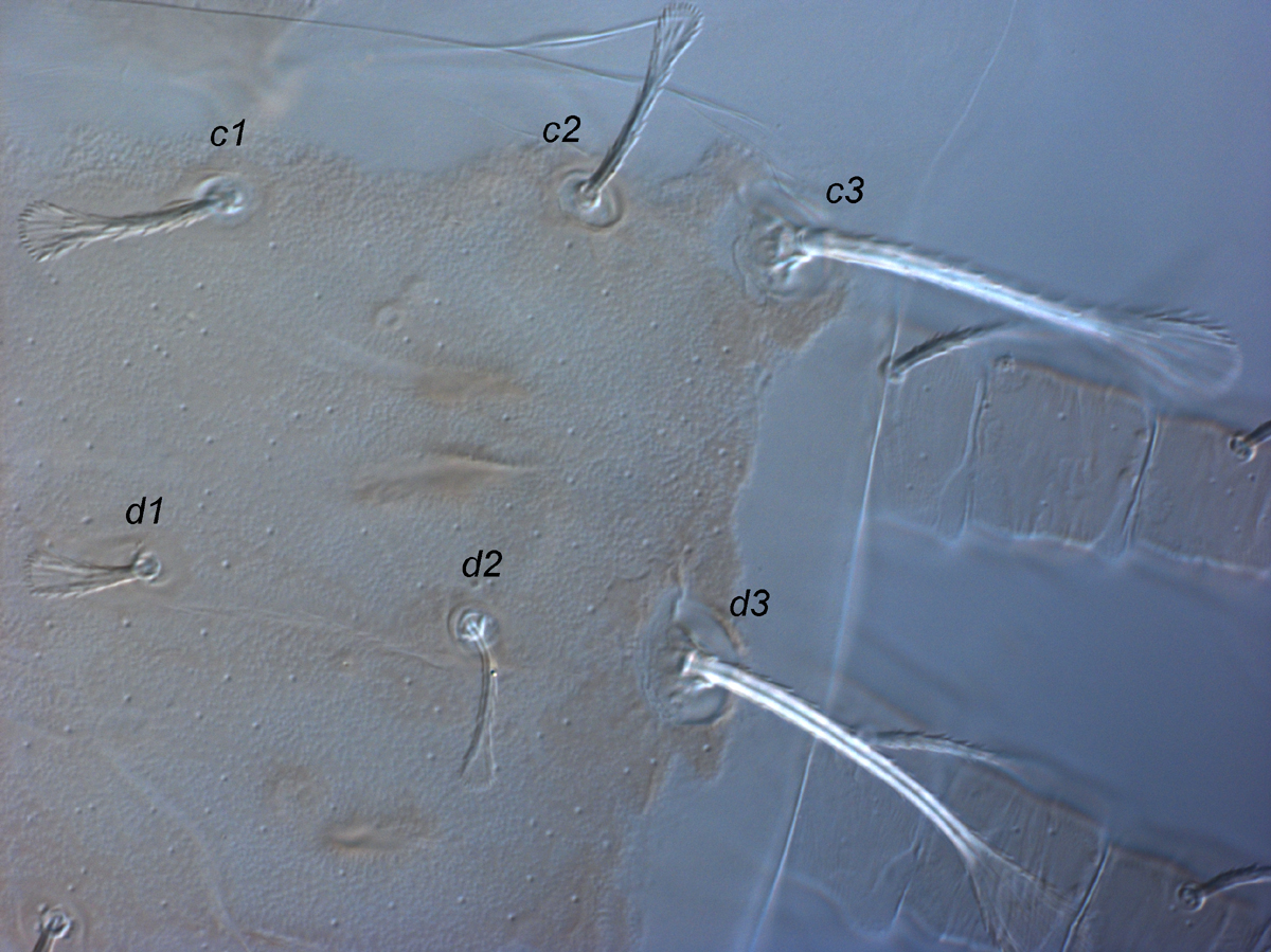  Fig. 4.  Raoiella todtiana nbsp;adult female anterior lateral opisthosoma. 
